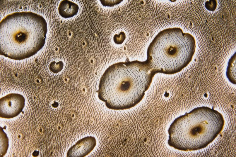 Sea cucumber, Philippines Ally McDowell